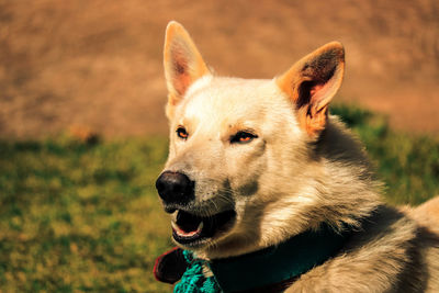 Close-up of a dog looking away