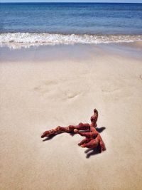 High angle view of dead plant at beach