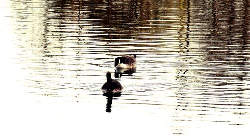 Duck swimming on lake