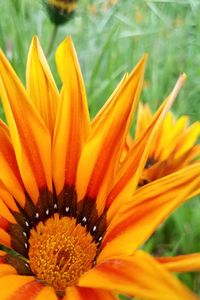 Close-up of flower blooming outdoors