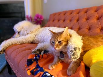 Cat relaxing on sofa at home