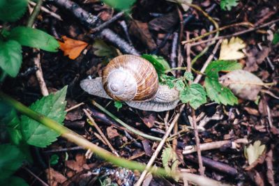 Close-up of snail on grassy field