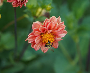 flowering plant