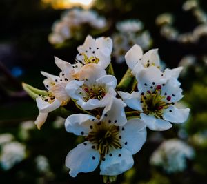 Close-up of white cherry blossom tree
