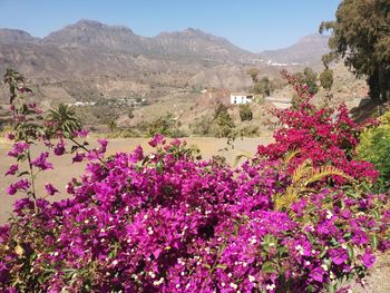 Pink flowering plants by mountains against sky