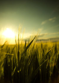 Close-up of stalks in field against sunset