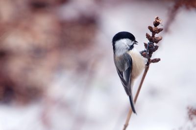 Close-up of carolina chickadee perching on stem