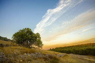 Scenic view of field against sky during sunset