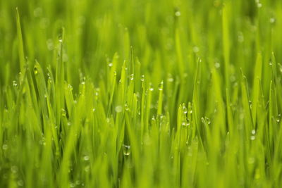 Fresh and green wheat grass to help your cat's gastrointestinal motility