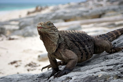 Close-up of lizard on rock
