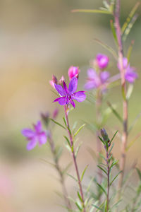 Close-up of pink flowering plant