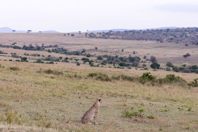 View of horse on field