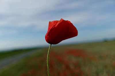 Close-up of red poppy blooming against sky