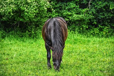 Horse grazing in a field