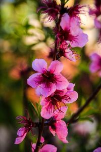 Close-up of pink flowering plant