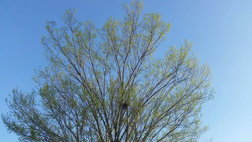 Low angle view of trees against blue sky