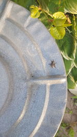 Close-up of bee on plant