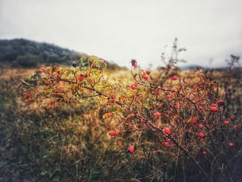 Red flowers growing on land against sky