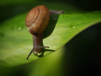 Close-up of snail on leaf