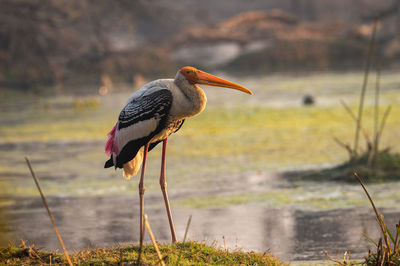 Bird perching on a rock