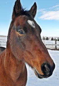 Frienly horse voluntary posing for his portrait 