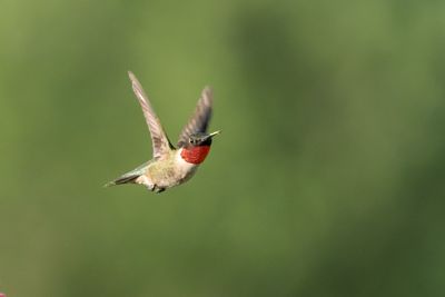 Close-up of bird flying