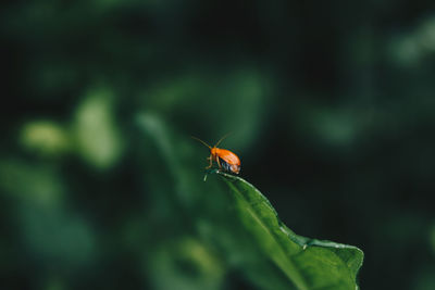 Close-up of insect on leaf