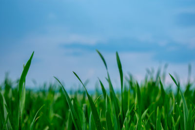 Surface level of grass on field against sky