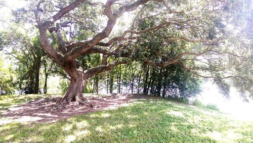 Trees growing in a park