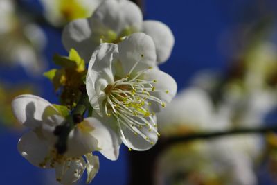 Close-up of white flowering plant