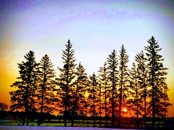Low angle view of silhouette trees against sky during sunset