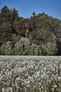 Flowering plants on field against clear sky