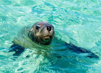 View of turtle in swimming pool