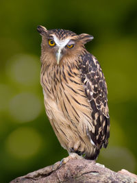 Close-up of owl perching outdoors