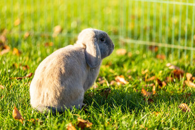 Young rabbits on the grass in nature in sunshine