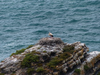 High angle view of stork in his nest on rock by sea