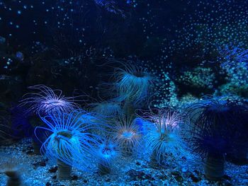 View of coral swimming in sea