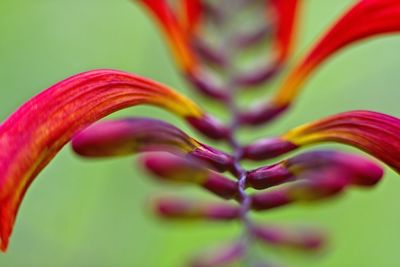 Close-up of purple flowering plant