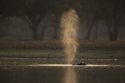 Close-up of bird in water