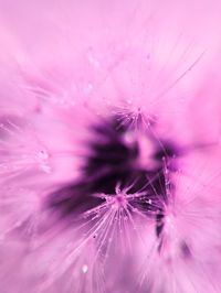 Close-up of pink flower