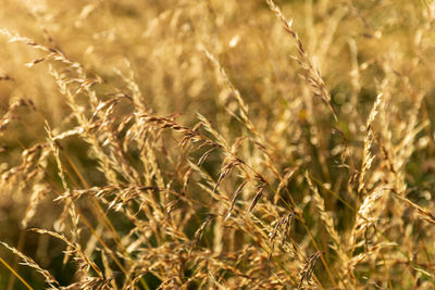 Close-up of wheat growing on field