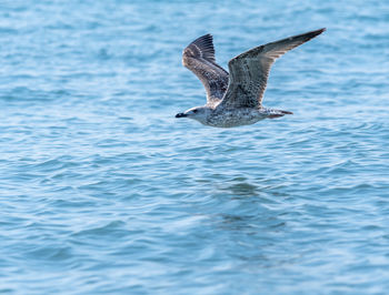 Seagulls flying over sea