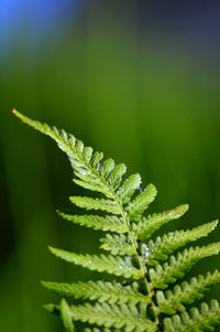 Close-up of fresh green plant