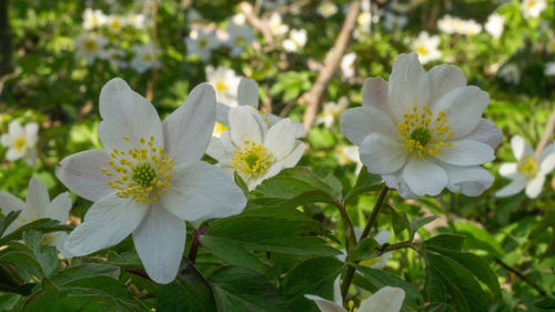 Close-up of white flowering plant