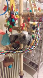 High angle view of stuffed toy hanging