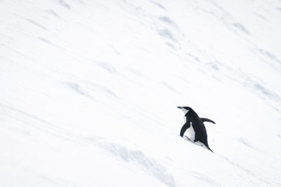 Chinstrap penguin waddles up slope in snow