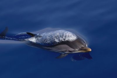 Close-up of dolphin swimming in sea