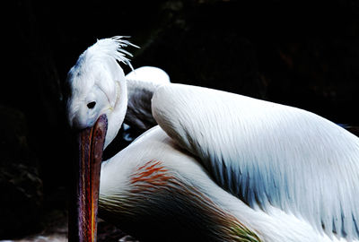 Close-up of white pelican