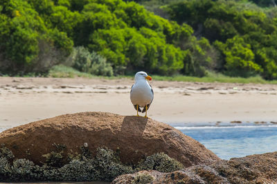 A seagull on a rock at phillip island