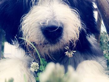 Close-up of dog